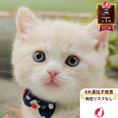 マンチカン(長足)