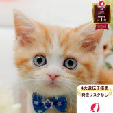 ミヌエット(長足)