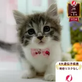 ノルウェージャンフォレストキャット