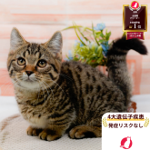 マンチカン(短足)