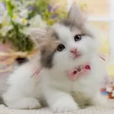 ノルウェージャンフォレストキャット