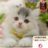 マンチカン(短足)