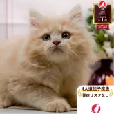 ラガマフィン