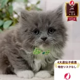 ラガマフィン