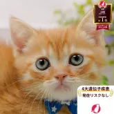 ミヌエット(長足)