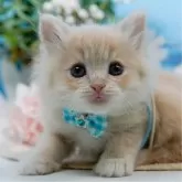 サイベリアン【神奈川県・男の子・2025年3月19日・クリーム&ホワイト】の写真1「かわいい子猫の画像や当猫舎の情報を掲載しています💖是非、見てください🎶」