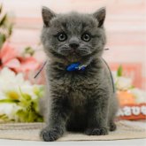 ブリティッシュショートヘア