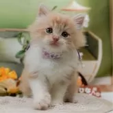 サイベリアン【神奈川県・女の子・2025年6月17日・クリーム&ホワイト】の写真1「かわいい子猫の画像や当猫舎の情報を掲載しています💖是非、見てください🎶」