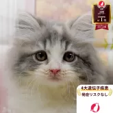 サイベリアン