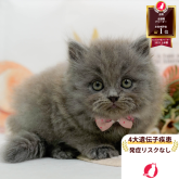 マンチカン(長足)