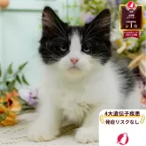 ミヌエット(長足)