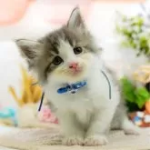 サイベリアン【神奈川県・男の子・2025年5月4日・ブルータビー&ホワイト】の写真1「かわいい子猫の画像や当猫舎の情報を掲載しています💖是非、見てください🎶」