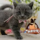ブリティッシュショートヘア