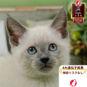 マンチカン(長足)