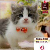 ノルウェージャンフォレストキャット