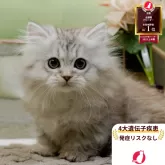 ミヌエット(短足)