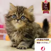 ミヌエット(短足)