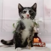 マンチカン(長足)【神奈川県・女の子・2025年5月5日・シルバーパッチドタビー&ホワイト】の写真1「かわいい子猫の画像や当猫舎の情報を掲載しています💖是非、見てください🎶」