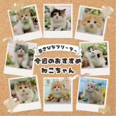 ミヌエット(長足)【神奈川県・女の子・2025年4月8日・ブラック&ホワイト】の写真2「🐱今週のかわいい子猫ちゃんたちです🎀みんなに会いに来てください💕」