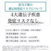 ラグマフィン(ラグドール×ラガマフィン)【神奈川県・女の子・2025年9月6日・ブルートーティーポイントミテッド】の写真4「🧬 4大遺伝子疾患🧬 検査済み✨発症リスクなし🔒 安心して迎えられる子猫です🐱💖」