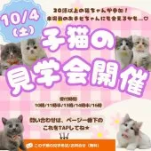 ブリティッシュショートヘア【神奈川県・男の子・2025年7月7日・ブルー】の写真2「抱っこ＆ふれあいで相性チェック💛10/4子猫見学会開催🎉」