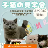 マンチカン(長足)【神奈川県・女の子・2025年6月15日・ダイリュートキャリコ】の写真2「夏の思い出に“うちの子探し”✨8/9(土)限定見学会」