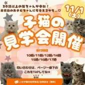 サイベリアン【神奈川県・女の子・2025年7月31日・ダイリュートキャリコ】の写真2「🐱秋の子猫見学会🍂 今が“うちの子”を迎えるベストシーズン✨11/1(土)開催💛」