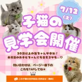 ミヌエット(短足)【神奈川県・女の子・2025年2月18日・レッドタビー】の写真2「7/12開催🎉20頭以上の子猫と出会える初夏のお迎えチャンス✨」