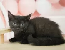 マンチカン(短足)【神奈川県・女の子・2025年2月2日・ブラックスモーク】の写真4「🌟全頭総額表示🌟接種済ワクチン代・マイクロチップ代・健康診断料込」