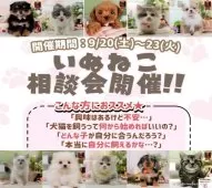 サイベリアン【神奈川県・女の子・2025年7月31日・クリーム&ホワイト】の写真2「🍁迎えていいかな？”を“この子だ！”に変える相談会🐾」