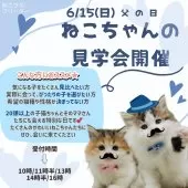 ブリティッシュショートヘア【神奈川県・男の子・2025年4月9日・ブルー】の写真2「💛見て、触れて、ときめく💛運命のねこちゃんに会える日」