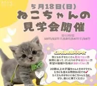 ミヌエット(長足)【神奈川県・男の子・2025年3月27日・レッドタビー&ホワイト】の写真2「🐱ねこの見学会開催🎉🎀“かわいい”が溢れる、とびきり特別な日です！」