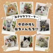 ミヌエット(長足)【神奈川県・男の子・2025年4月16日・ブラウンタビー】の写真2「あさひなブリーダーの今週のいちおしメンバー🐱✨」