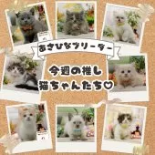 マンチカン(短足)【神奈川県・男の子・2025年9月12日・レッドタビー】の写真2「可愛い子猫たち大集合💛今週のおすすめねこちゃんたちです😸💕」