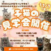 マンチカン(長足)【神奈川県・男の子・2025年8月27日・レッドタビー】の写真2「🐱秋の子猫見学会🍂 今が“うちの子”を迎えるベストシーズン✨11/1(土)開催💛」