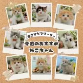 サイベリアン【神奈川県・男の子・2025年3月25日・ブラウンタビー&ホワイト】の写真2「🐱今週のかわいい子猫ちゃんたちです🎀みんなに会いに来てください💕」