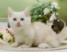 マンチカン(短足)【神奈川県・男の子・2025年8月20日・クリームタビー】の写真3「🌟お気に入り登録してくれた方限定🌟未掲載のお写真や特別クーポンプレゼント🎁」