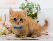 マンチカン(短足)【神奈川県・男の子・2025年9月12日・レッドタビー】の写真3「🌟お気に入り登録してくれた方限定🌟未掲載のお写真や特別クーポンプレゼント🎁」