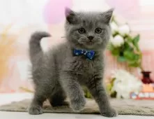 ブリティッシュショートヘア【神奈川県・男の子・2025年10月24日・ブルー】の写真3「🌟お気に入り登録してくれた方限定🌟未掲載のお写真や特別クーポンプレゼント🎁」