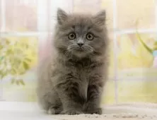 マンチカン(長足)【神奈川県・女の子・2025年7月25日・ブルー】の写真3「🌟お気に入り登録してくれた方限定🌟未掲載のお写真や特別クーポンプレゼント🎁」