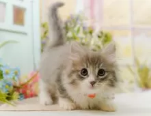 ノルウェージャンフォレストキャット【神奈川県・女の子・2025年9月20日・ブルータビー&ホワイト】の写真3「🌟お気に入り登録してくれた方限定🌟未掲載のお写真や特別クーポンプレゼント🎁」