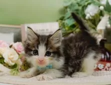 ノルウェージャンフォレストキャット【神奈川県・男の子・2025年9月5日・ブラウンタビー&ホワイト】の写真3「🌟お気に入り登録してくれた方限定🌟未掲載のお写真や特別クーポンプレゼント🎁」