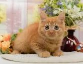 ミヌエット(長足)【神奈川県・男の子・2024年12月28日・レッドタビー】の写真9「ママさん猫が遊んでいるキャットランも完備🥎」