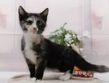 マンチカン(長足)【神奈川県・女の子・2025年5月5日・シルバーパッチドタビー&ホワイト】の写真3「🌟お気に入り登録してくれた方限定🌟未掲載のお写真や特別クーポンプレゼント🎁」