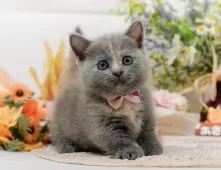 マンチカン(短足)【神奈川県・女の子・2025年7月31日・ダイリュートキャリコ】の写真3「🌟お気に入り登録してくれた方限定🌟未掲載のお写真や特別クーポンプレゼント🎁」