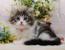 ミヌエット(長足)【神奈川県・女の子・2025年8月23日・ブラウンタビー&ホワイト】の写真3「🌟お気に入り登録してくれた方限定🌟未掲載のお写真や特別クーポンプレゼント🎁」