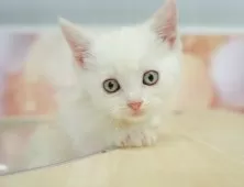 マンチカン(短足)【神奈川県・男の子・2025年8月20日・クリームタビー】の写真3「🌟お気に入り登録してくれた方限定🌟未掲載のお写真や特別クーポンプレゼント🎁」