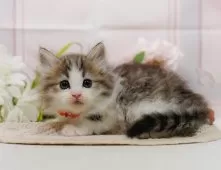 ノルウェージャンフォレストキャット【神奈川県・女の子・2025年10月5日・ブラウンタビー&ホワイト】の写真3「🌟お気に入り登録してくれた方限定🌟未掲載のお写真や特別クーポンプレゼント🎁」