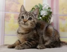 マンチカン(長足)【神奈川県・女の子・2025年8月24日・ブラウンパッチドタビー】の写真3「🌟お気に入り登録してくれた方限定🌟未掲載のお写真や特別クーポンプレゼント🎁」