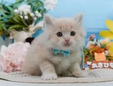 サイベリアン【神奈川県・男の子・2025年3月19日・クリーム&ホワイト】の写真5「当日見学OK！！まずは、お気軽にご連絡ください🎶」